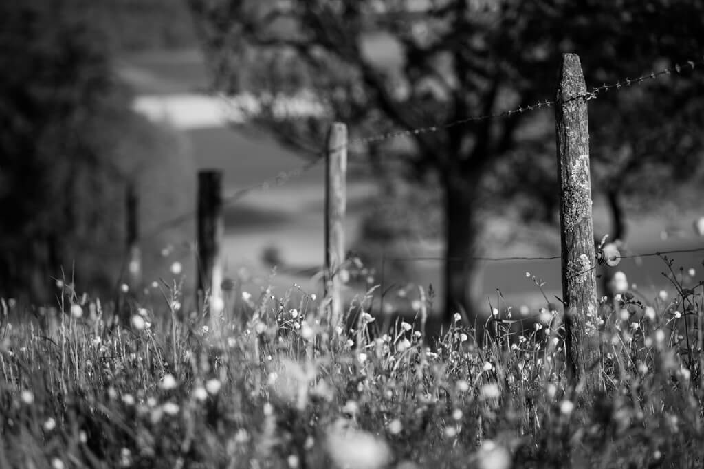 Printemps NB