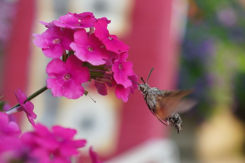 Oiseau-Mouche-2