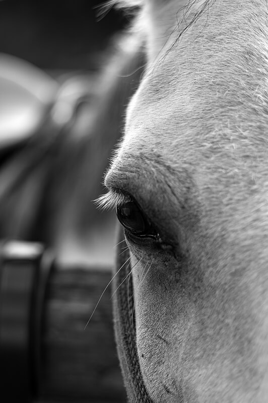 Cheval pris au 50F1.8 Canon FDn