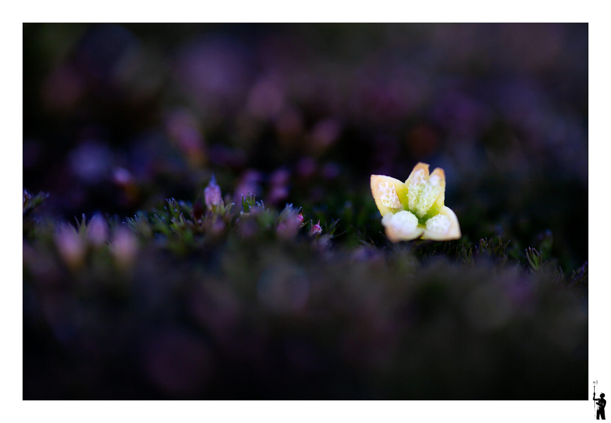 Petite macro d'une fleur de mousse