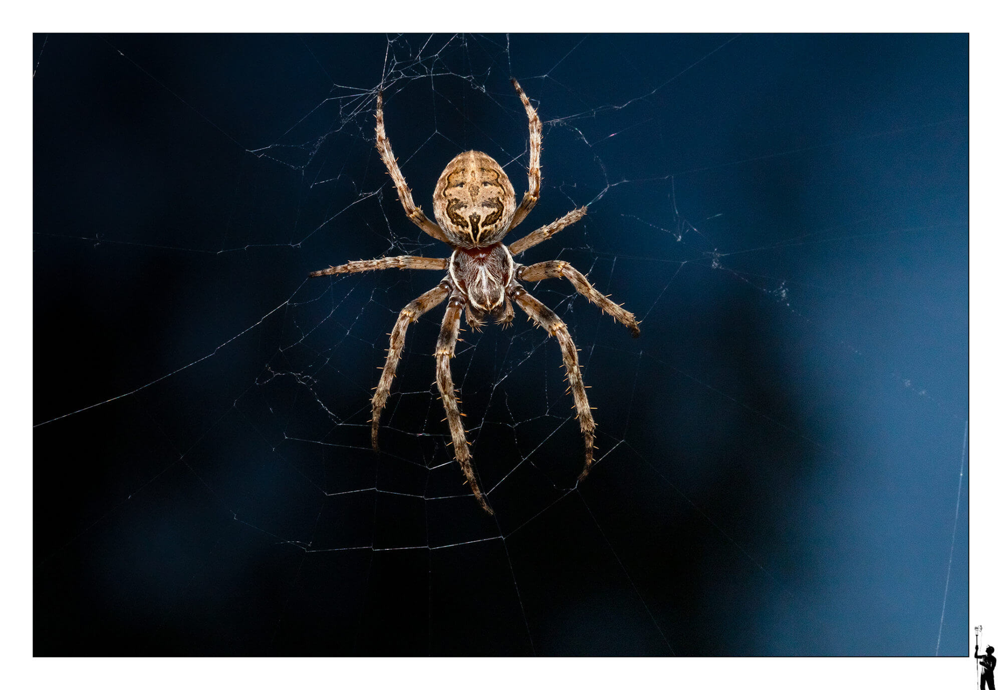 grosse araignée suisse au flash et objectif macro 
