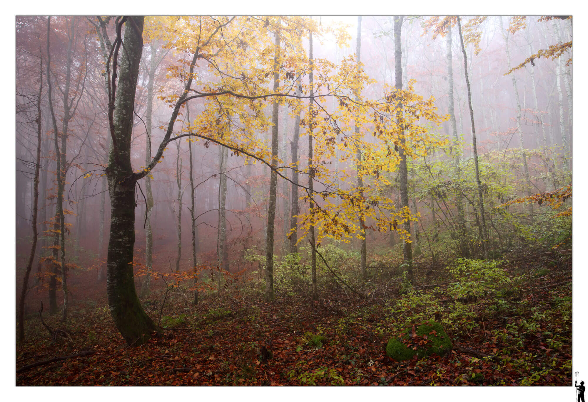 forêt dans la brume
Eos M50 et 1122