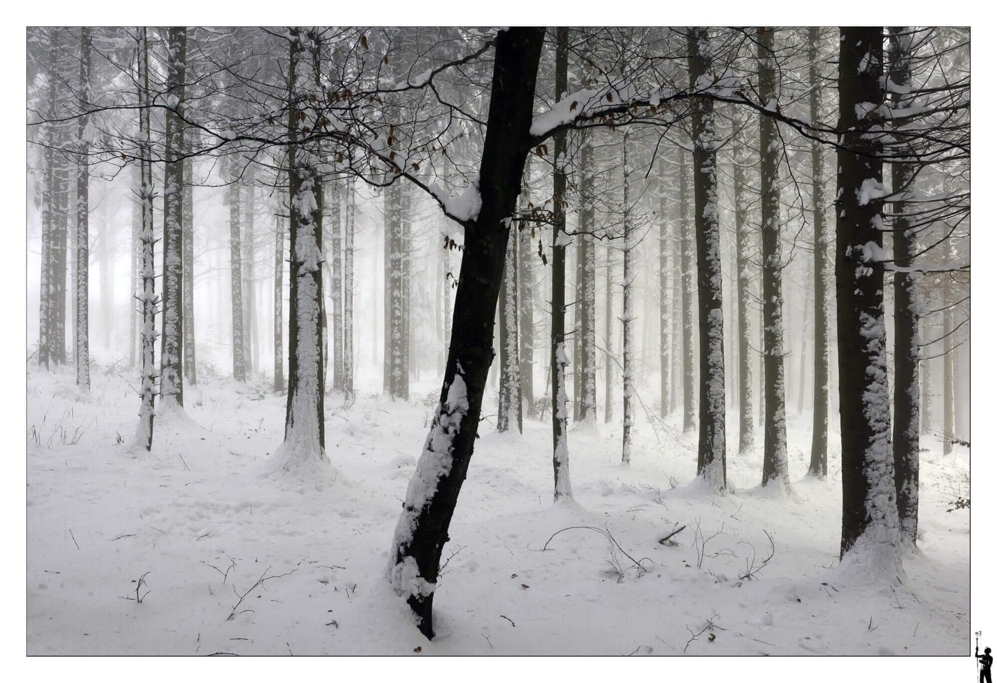 Forêt hivernale, M50, 11-22 Efm