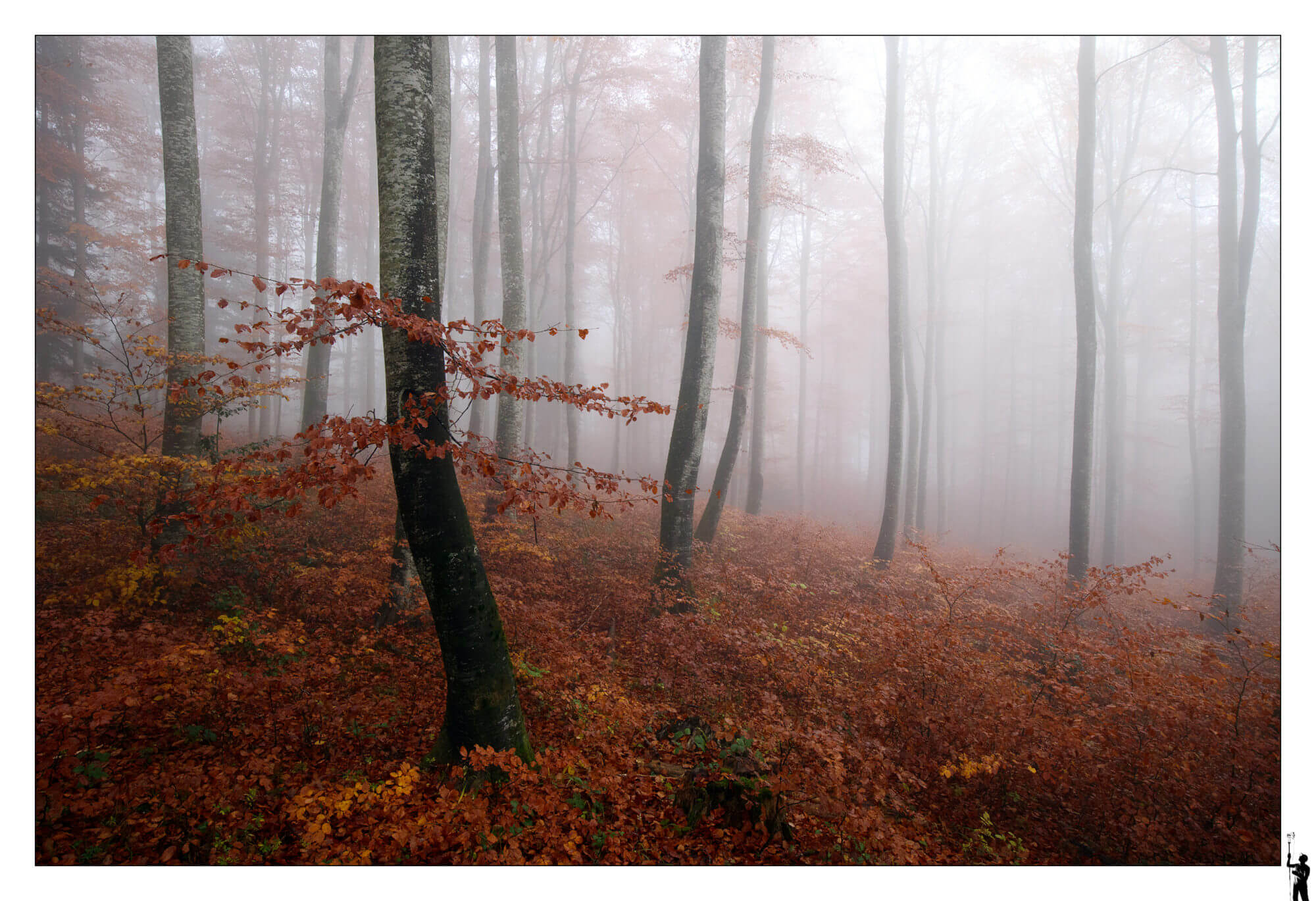 forêt dans la brume
Eos M50 et 1122