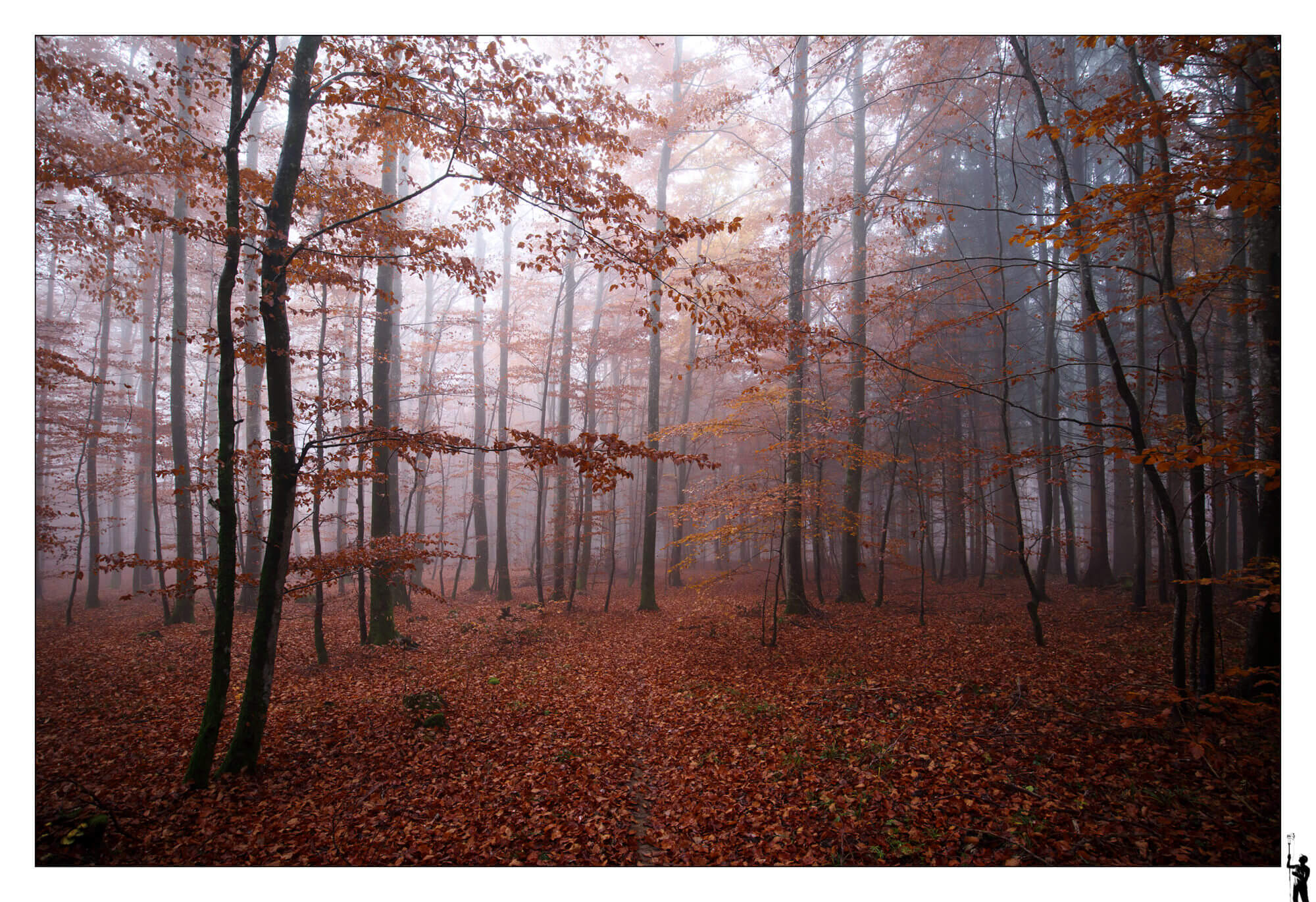 forêt dans la brume
Eos M50 et 1122