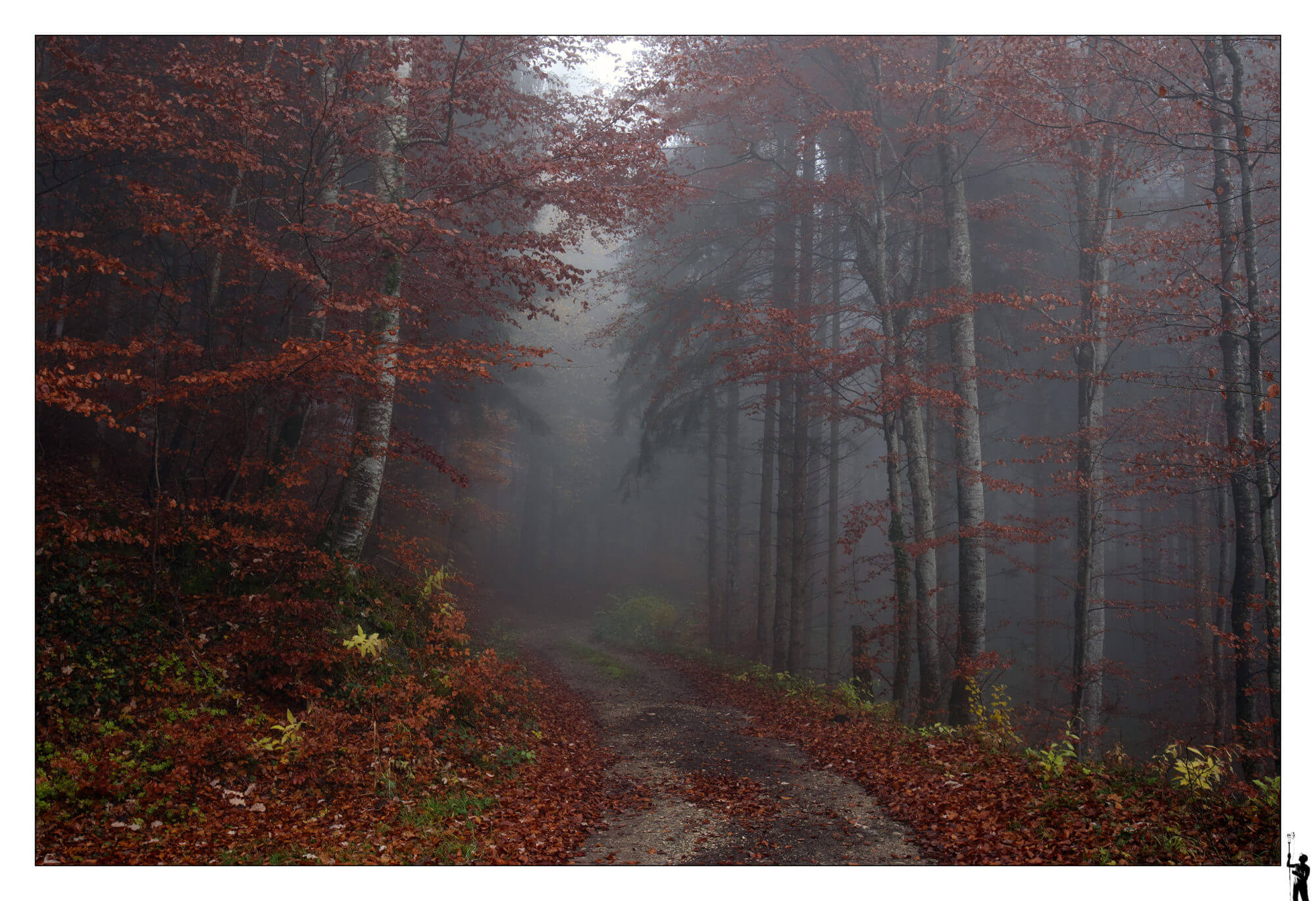 forêt dans la brume
Eos M50 et 1122