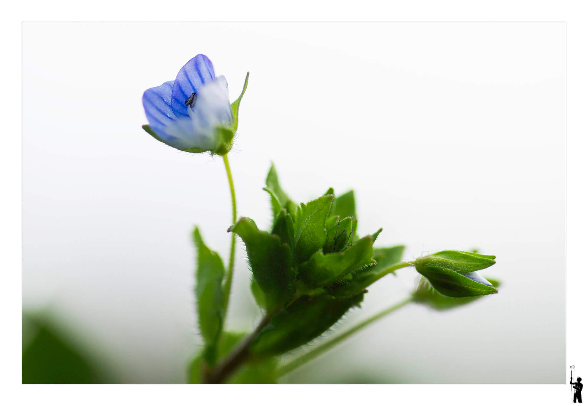 Petite macro d'une fleur avec une araignée prise au Sigma 105