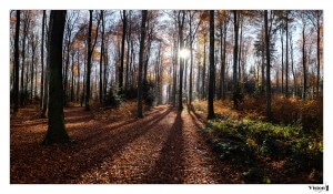 Rayon de soleil dans la forêt du Sepey