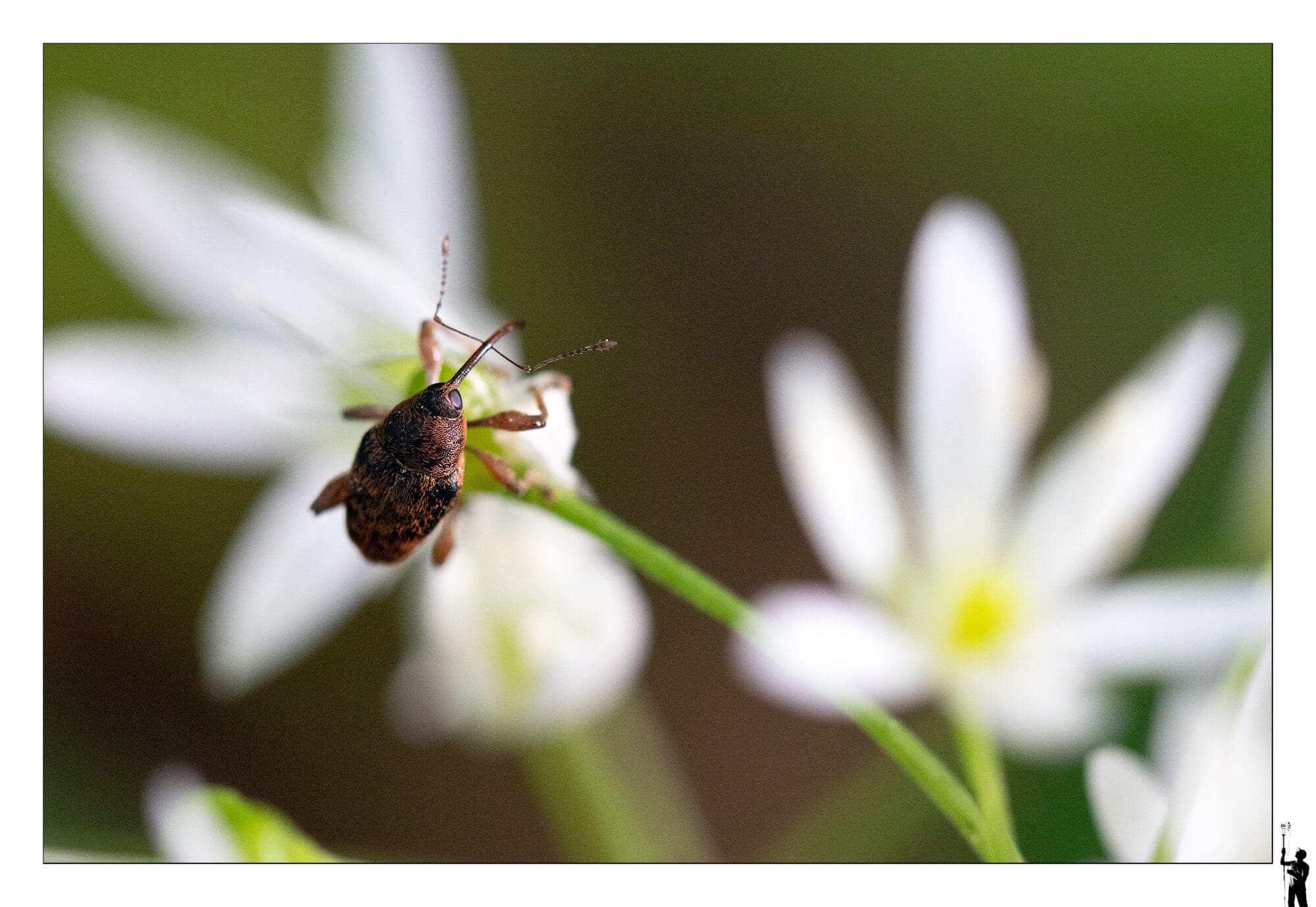 Macro d'un coléoptère à bulbe