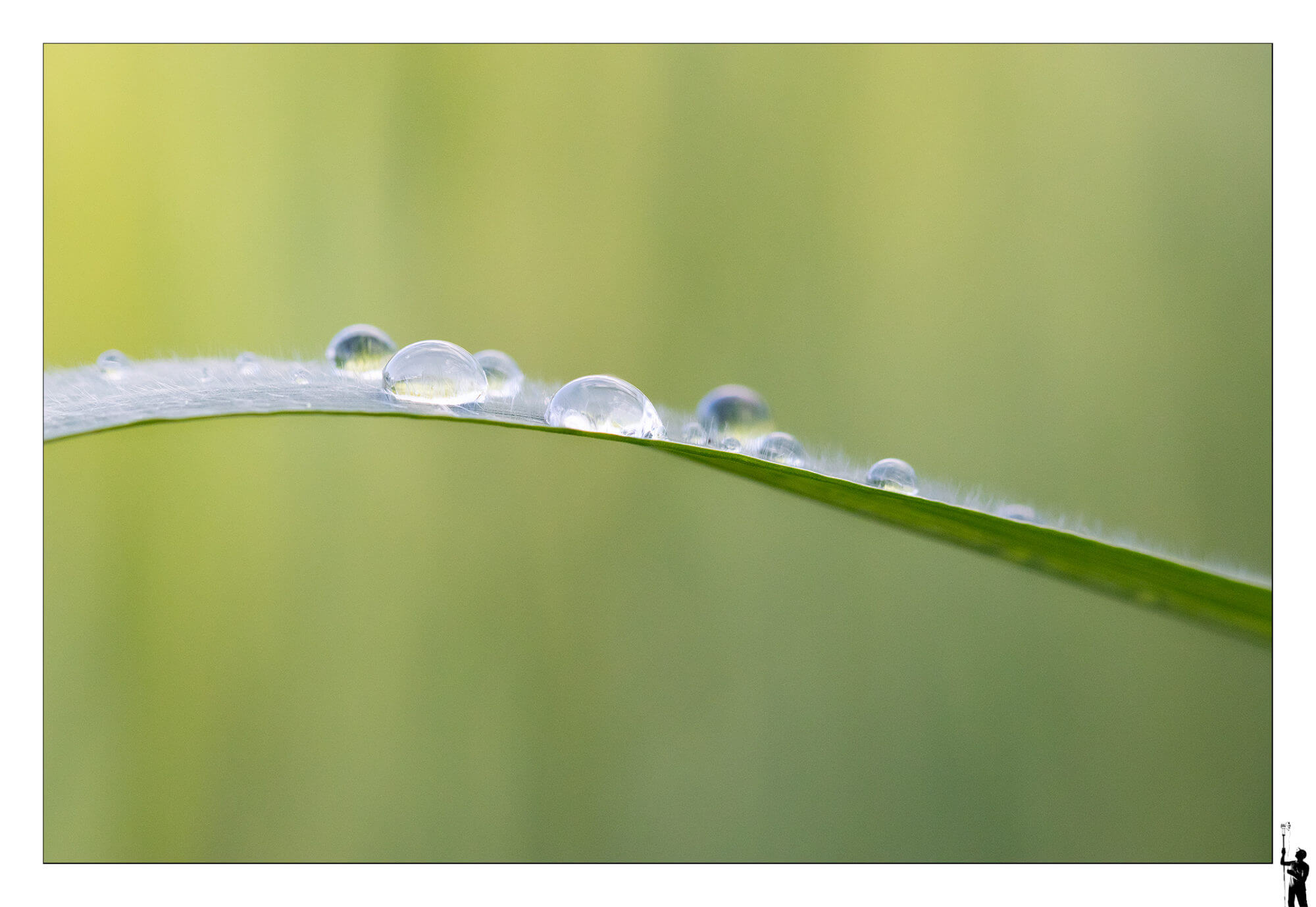 Macro de gouttes d'eau sur une herbe