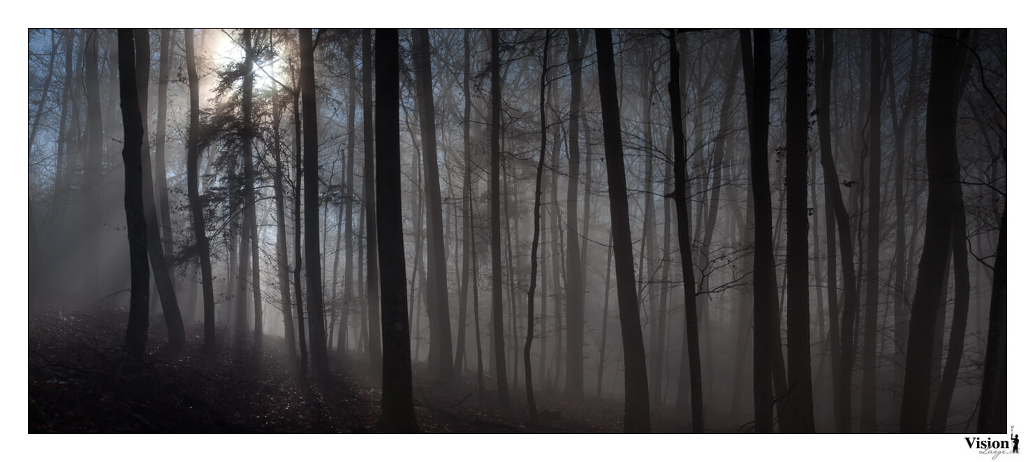 Photo panoramique de la forêt de Chamblon