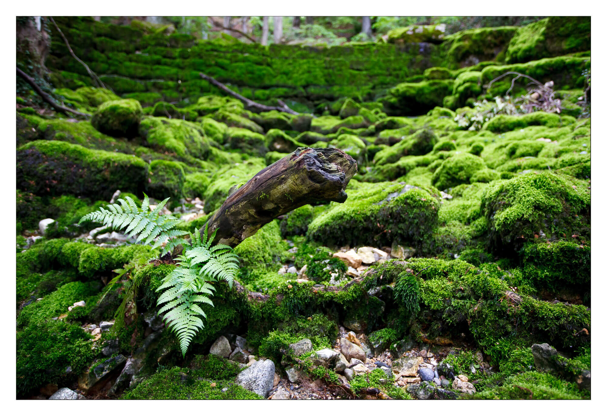 Dans le lit de la rivière à la source de la Venoge.