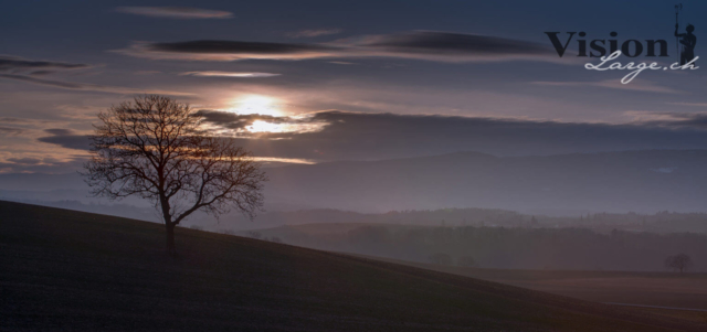 Arbre et son couché de soleil