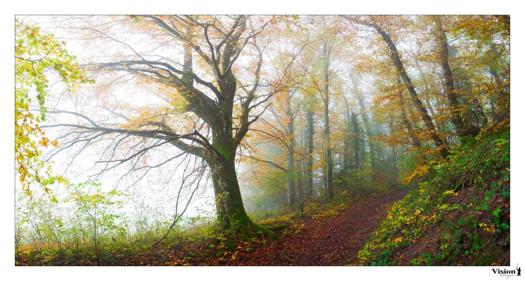 la forêt de Chamblon en automne en panoramique