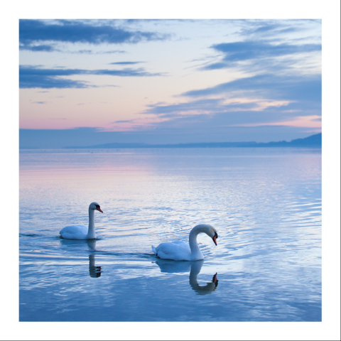 Cygnes sur le lac de Neuchâtel au levé du soleil à Yverdon