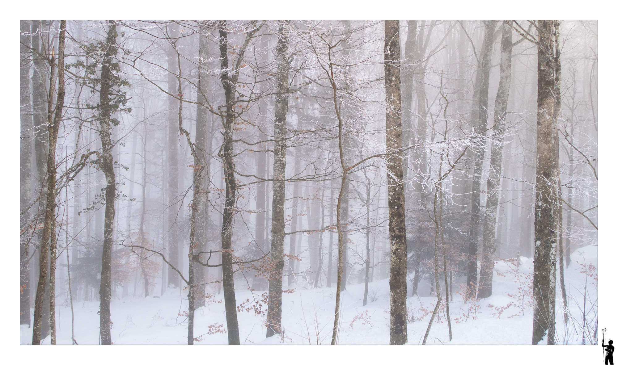 Forêt suisse