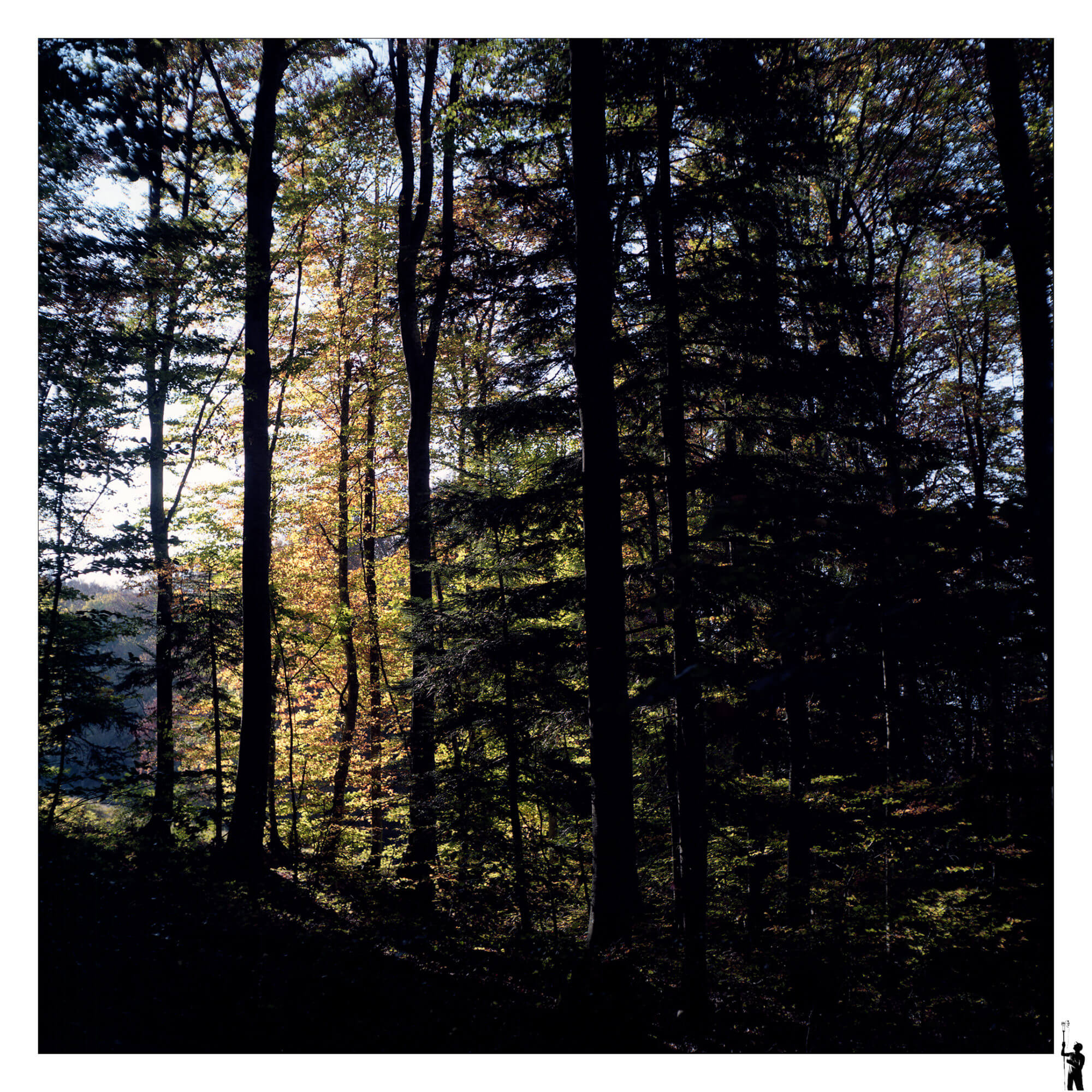 argentique 6x6 de la forêt à L'Ektar 100