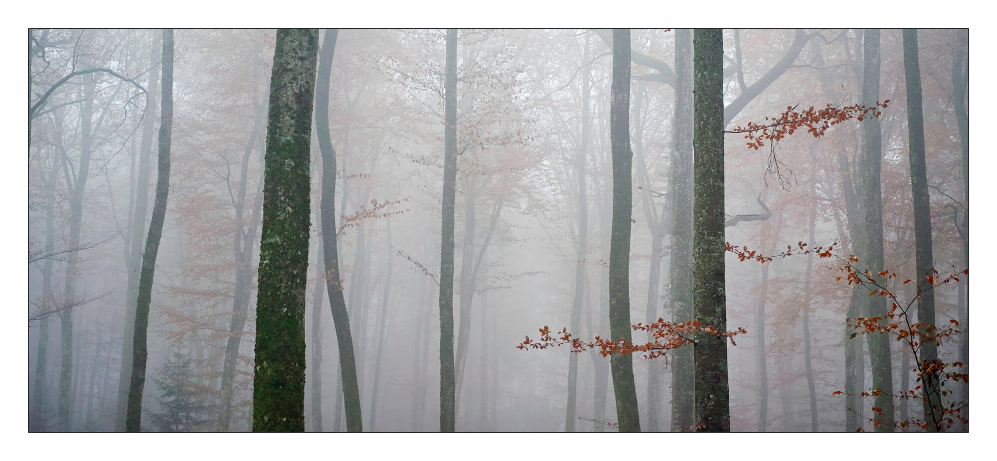 Panoramique de la forêt du Seppey au Fovéon