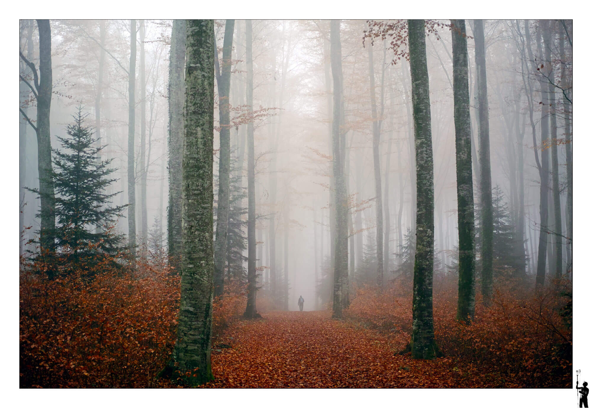 Brume dans la forêt du YSeppey en automne et sa brume au Foveon Sigma