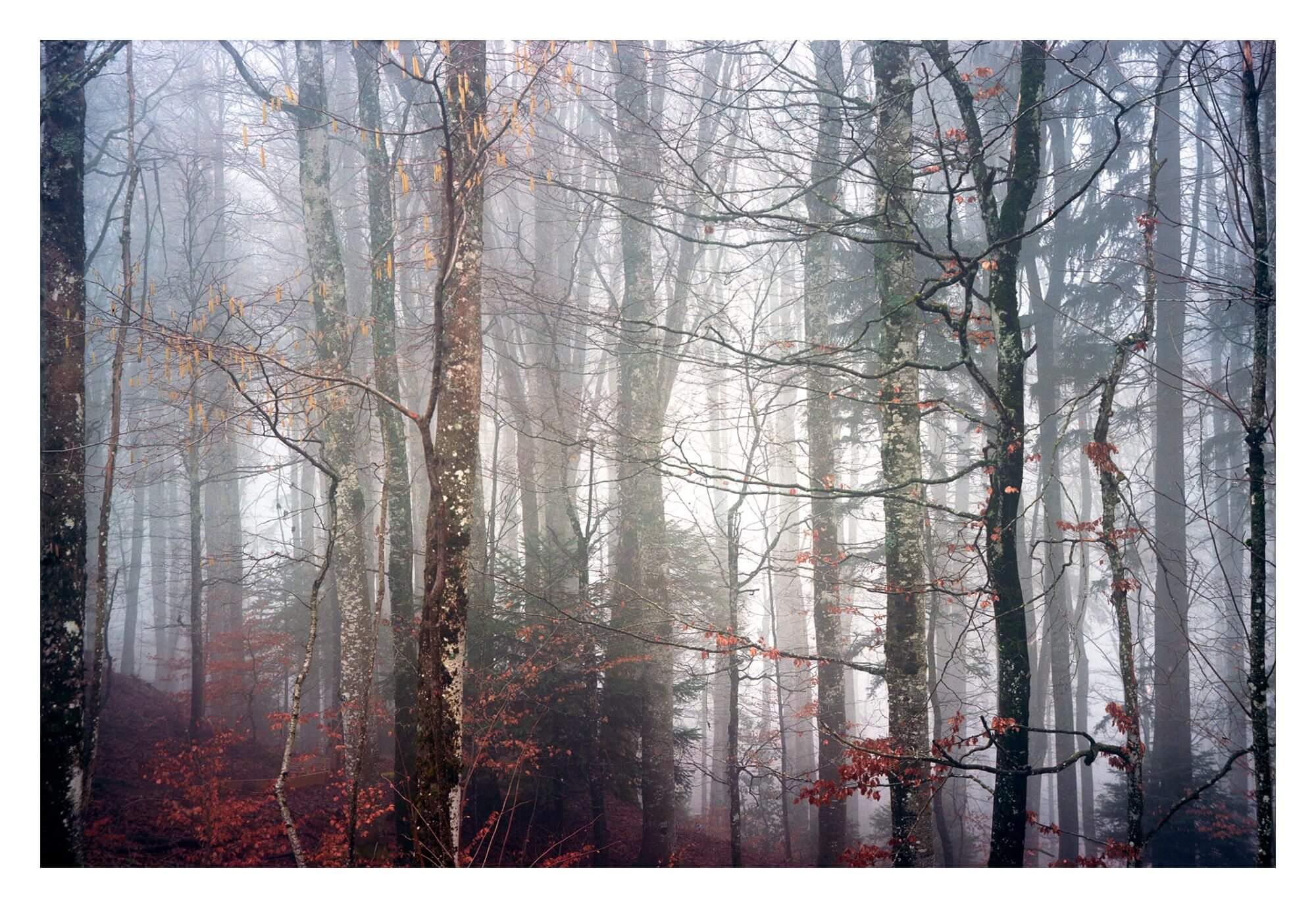Forêt au 6x9 Kodak Ekar 100