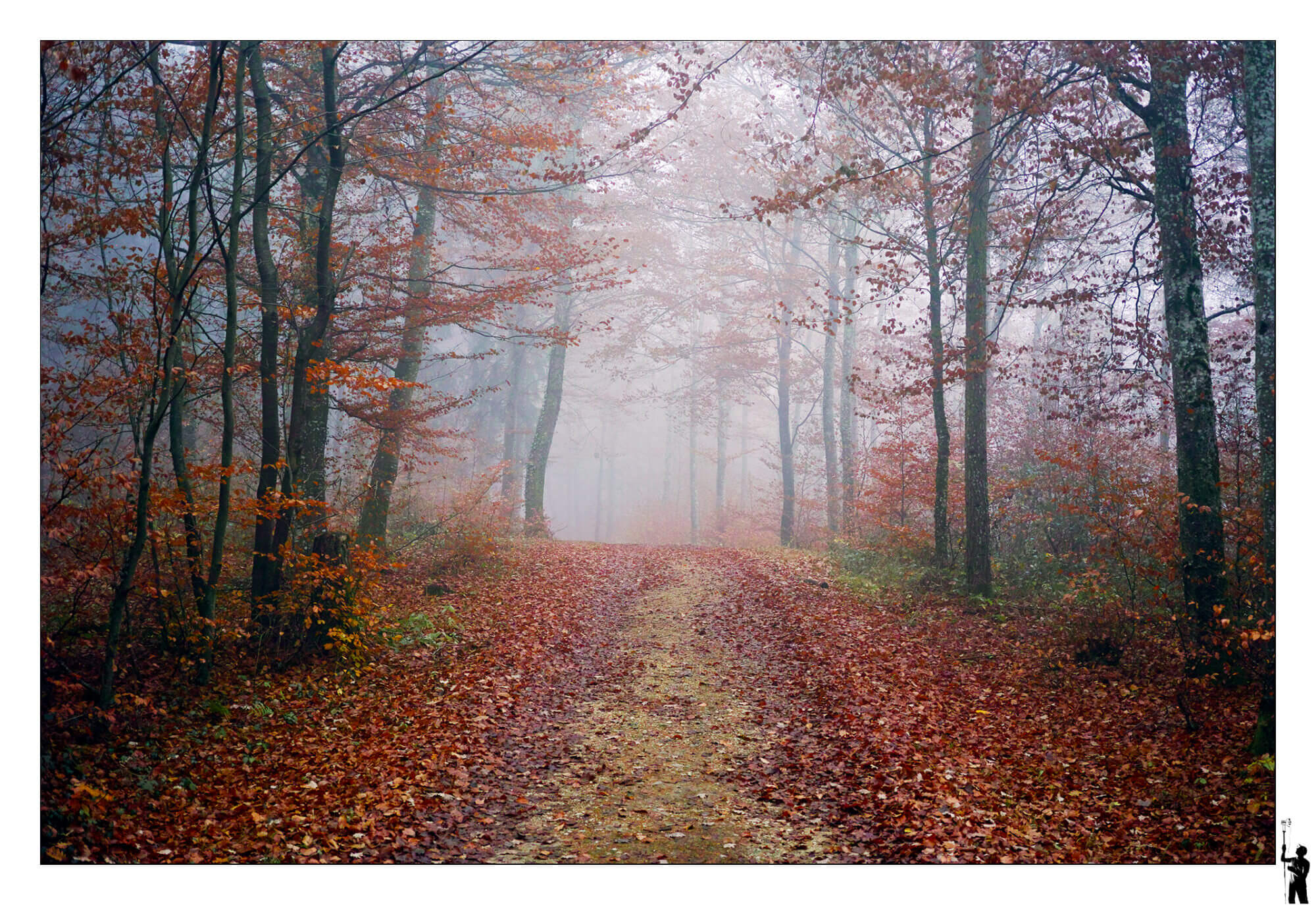 forêt automne