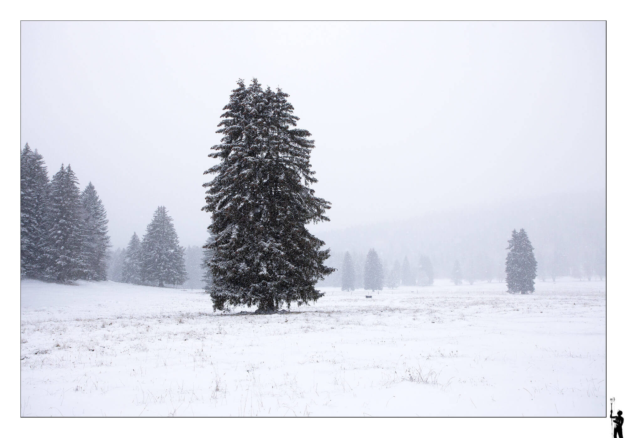 Forêt sous la neige dans le Jura en Suisse