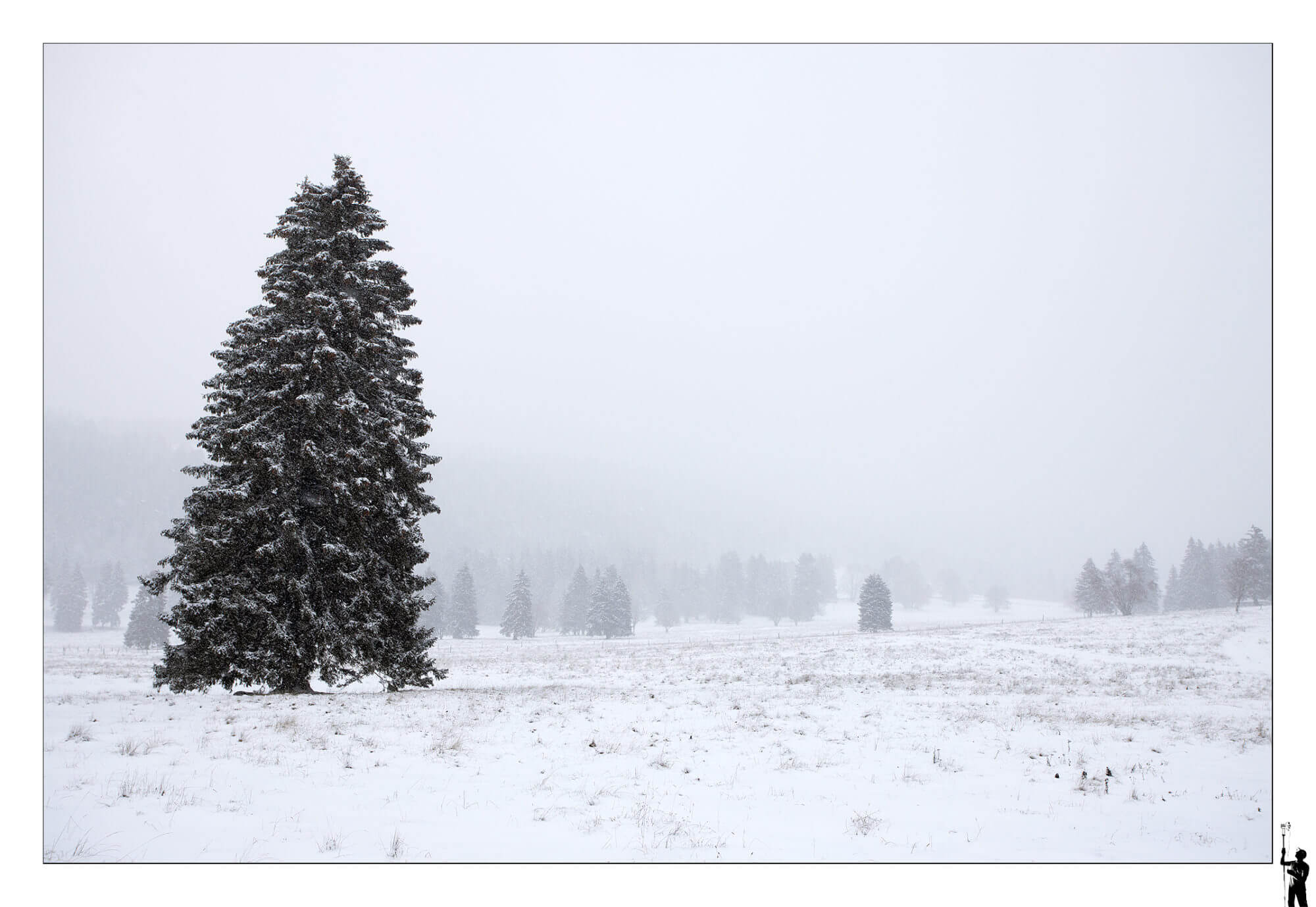 Forêt sous la neige dans le Jura en Suisse