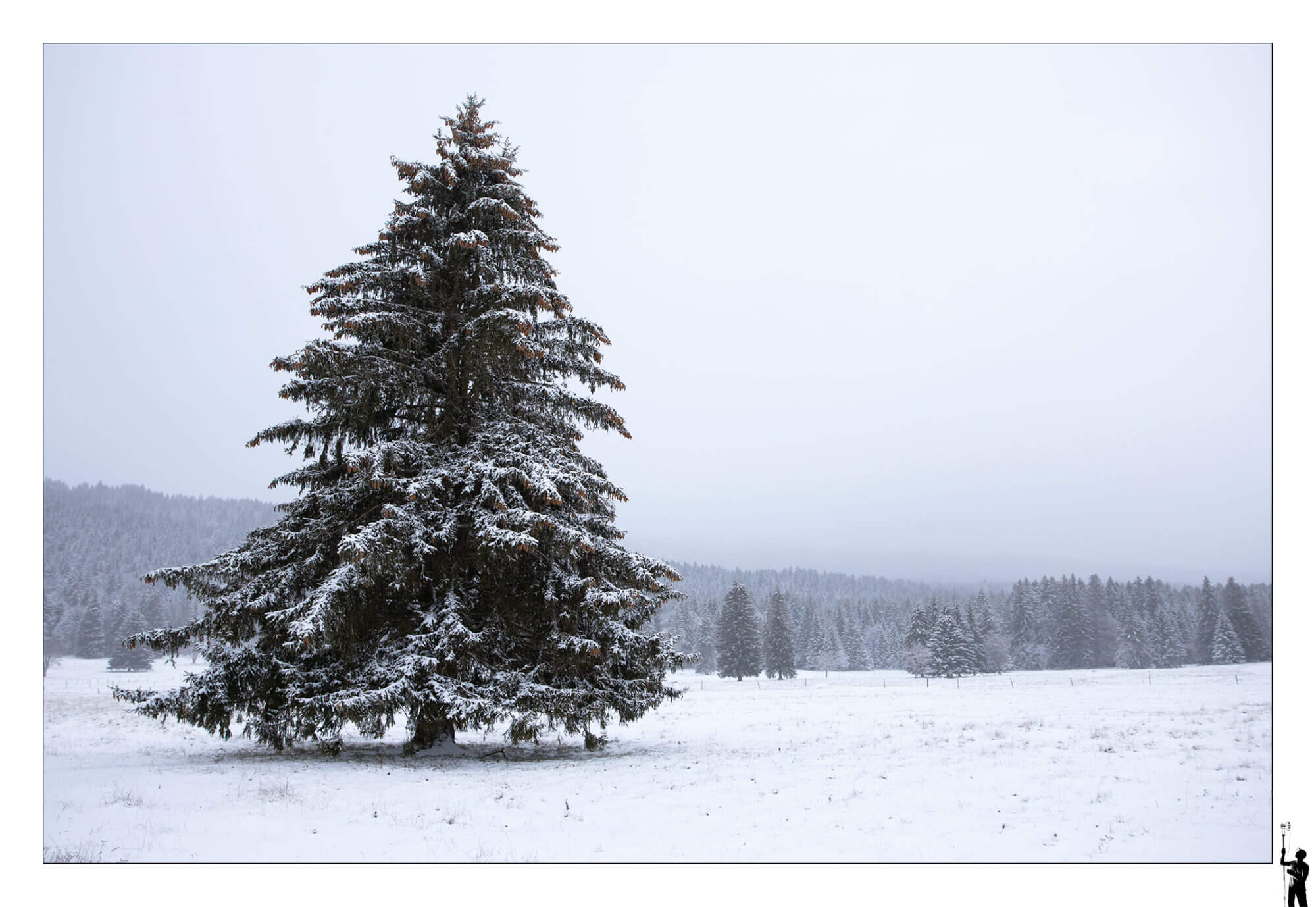 Forêt sous la neige dans le Jura en Suisse