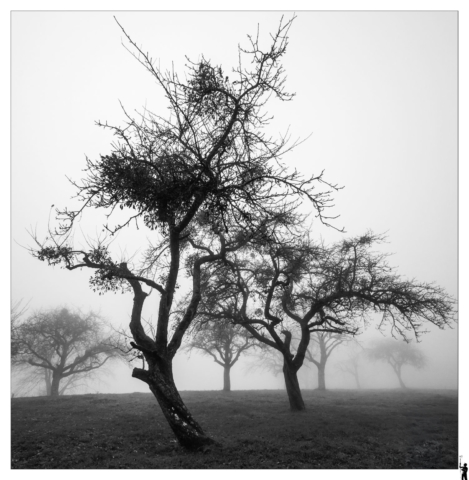 Arbres dans la brume en hiver en noir et blanc, jura