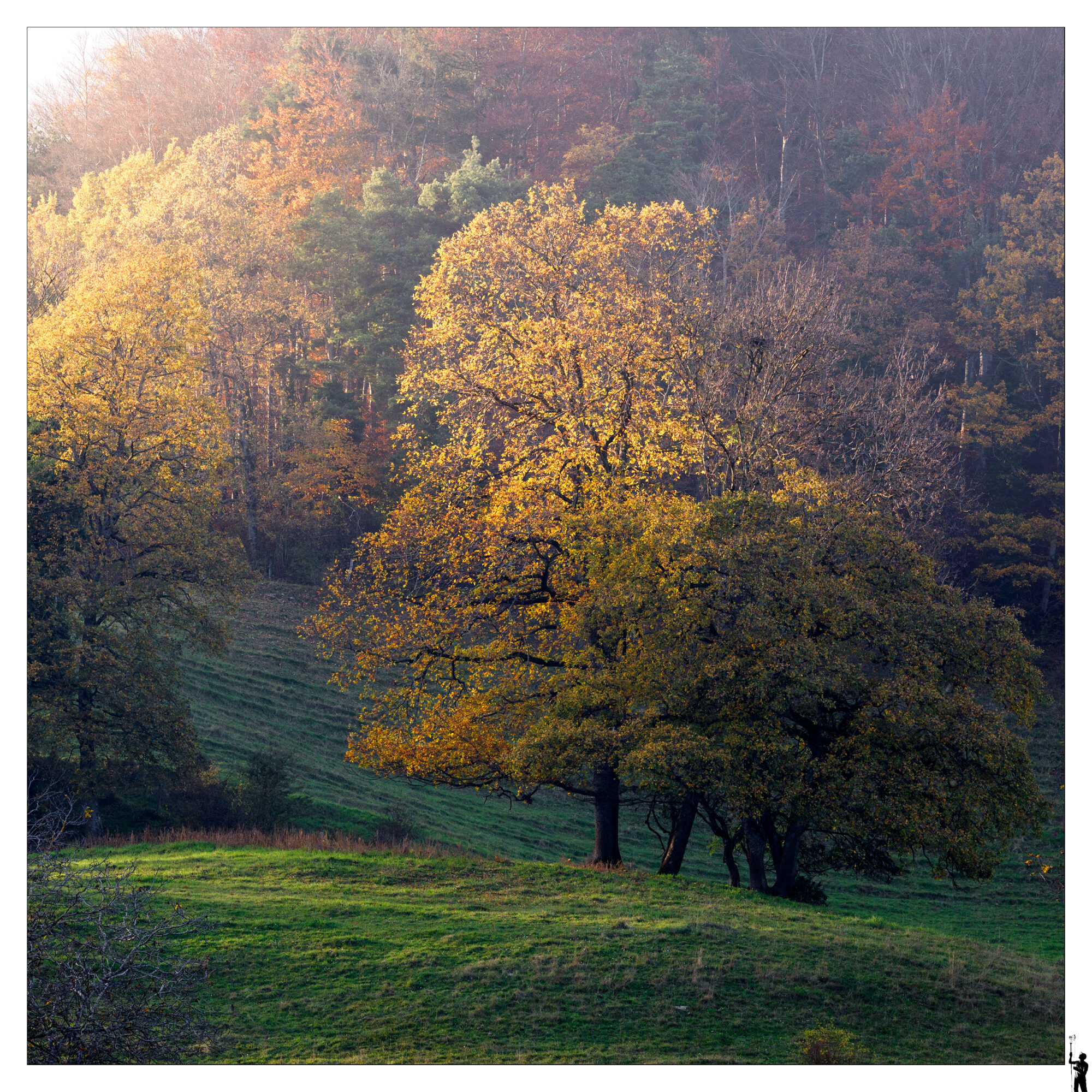 Arbre dans les dernières lumières en automne
Tree in the last light of autumn
Canon RF 70-200 F4 L IS