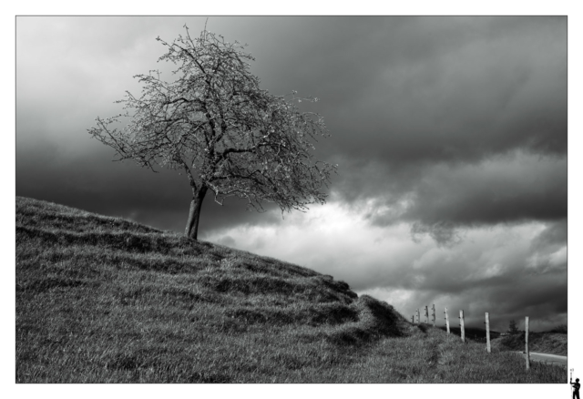 Image noir et blanc d'un arbre dans la campagne près de Champvent.