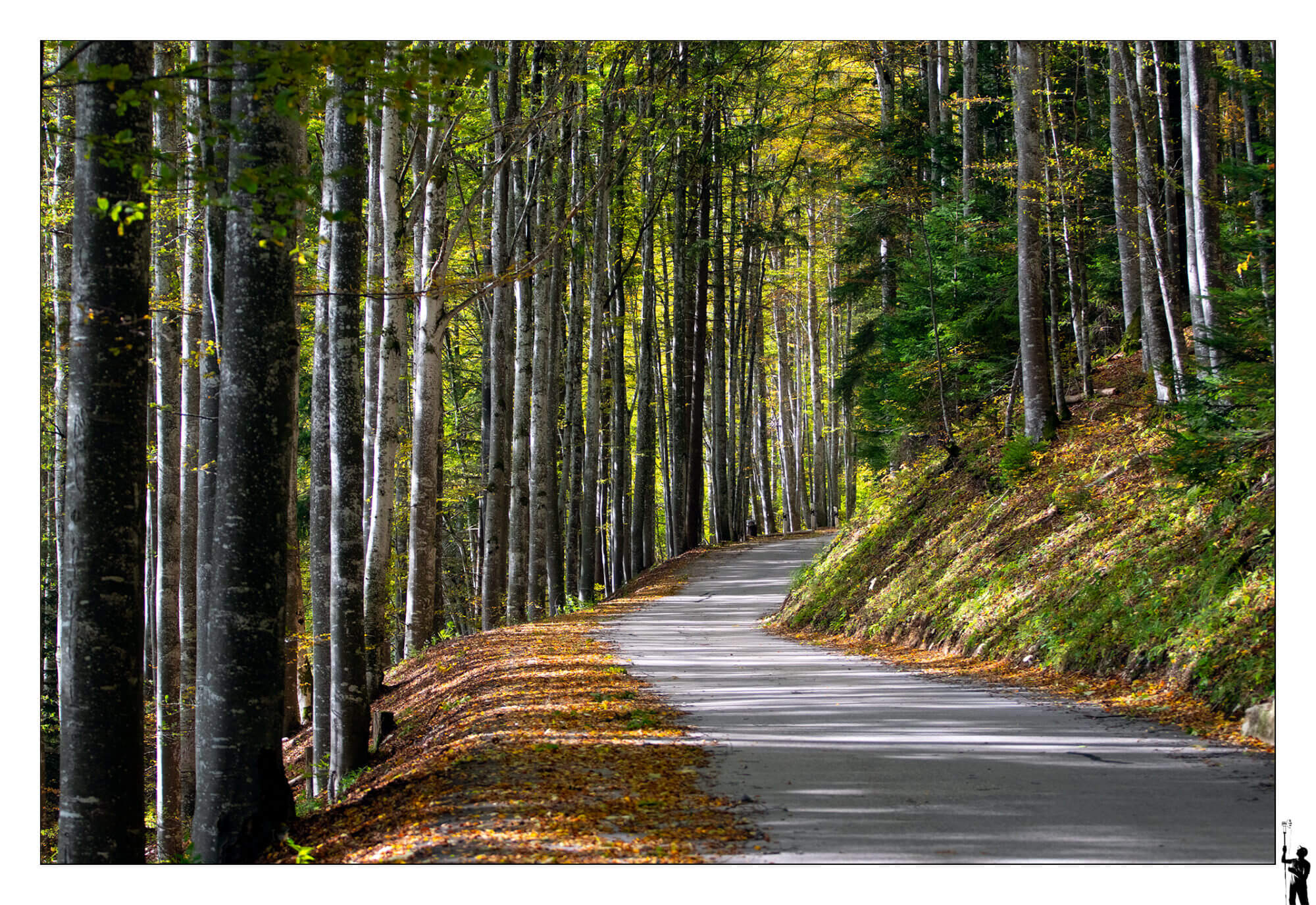 Chemin de montagne. Sainte-Croix. Suisse. M50 et 70-200 F4L