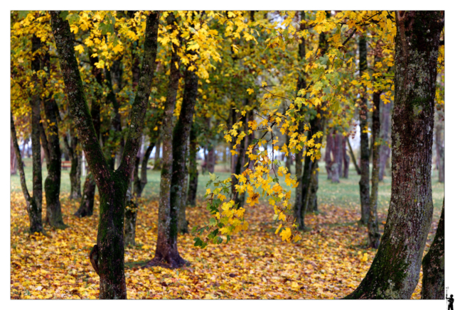 couleurs d'automne 2023 à la plage d'Yverdon