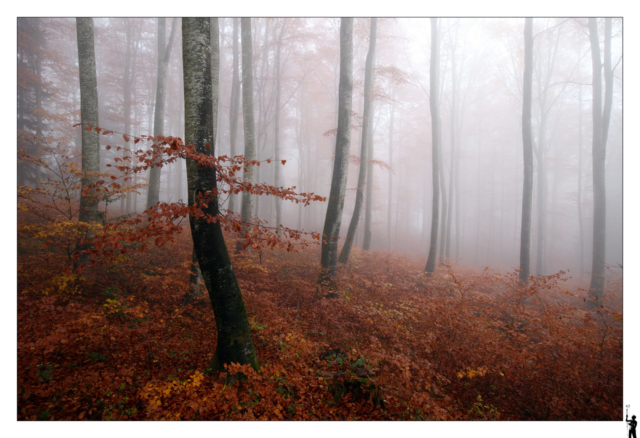 Arbres dans la brume automnale