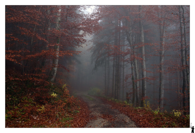 Chemin se perdant dans la brume