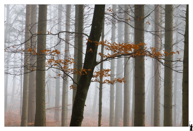 Forêt dans la brume
