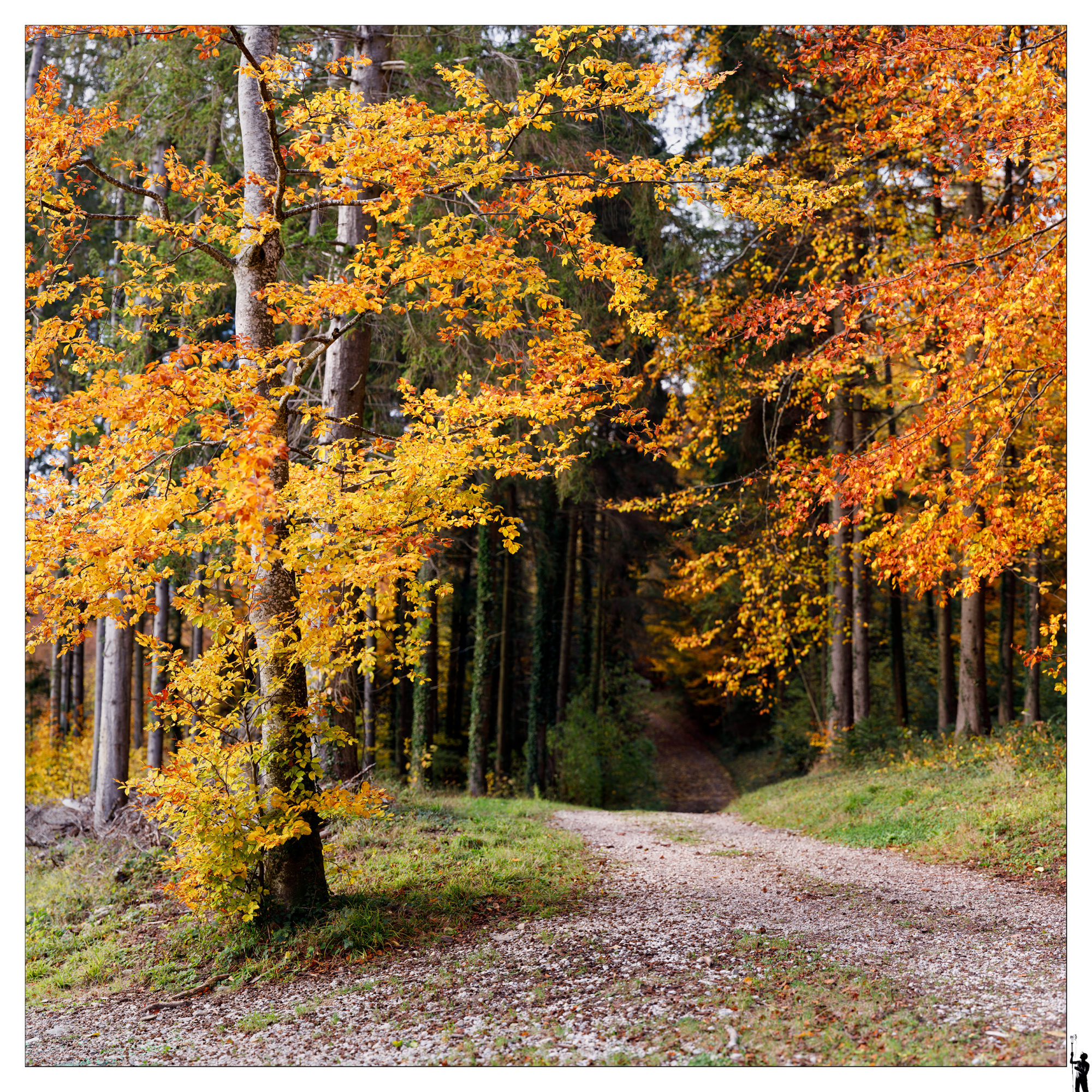 forêt d'automne dans le Jura en Suisse