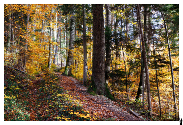 forêt d'automne