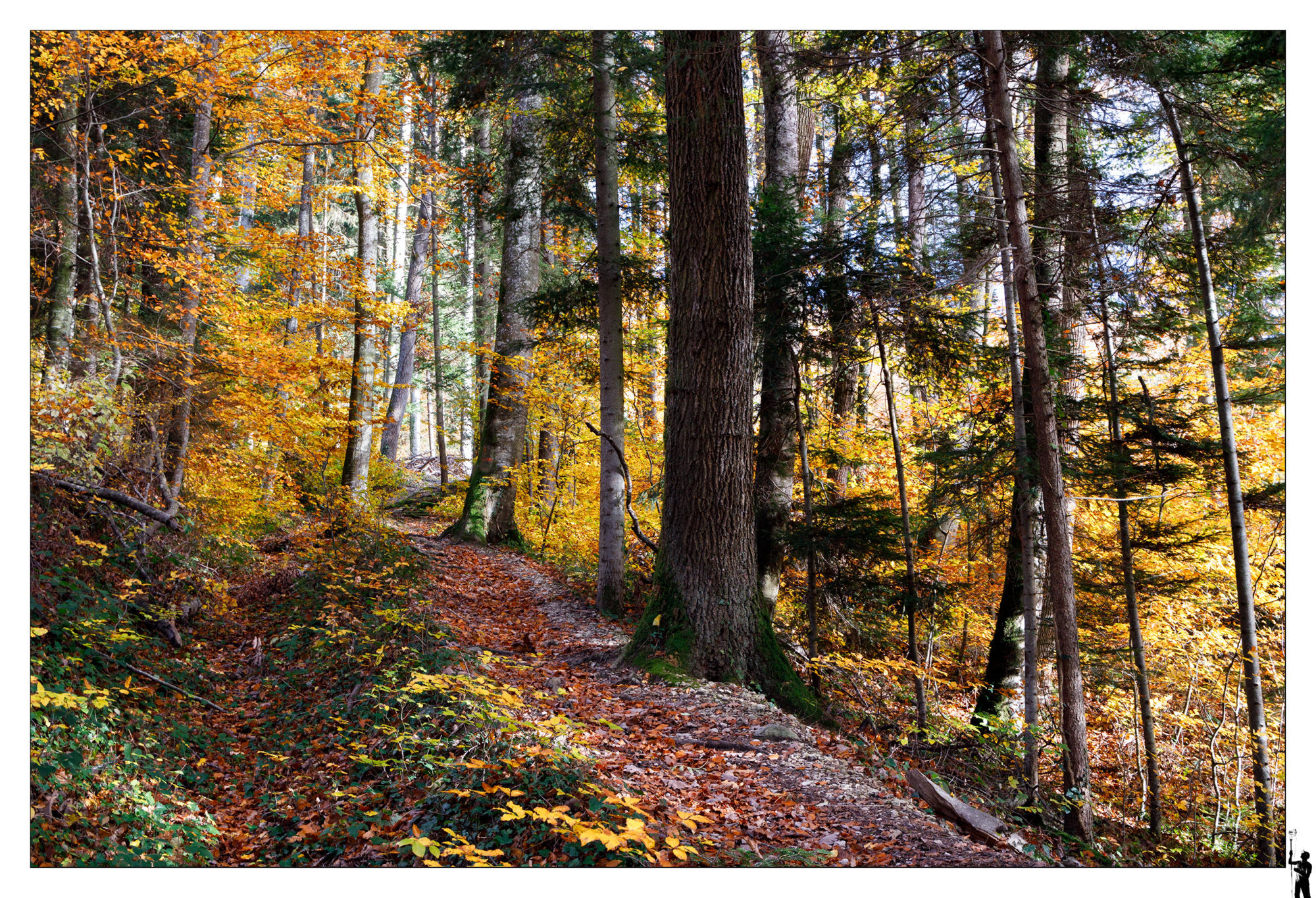 forêt en automne en suisse romande 