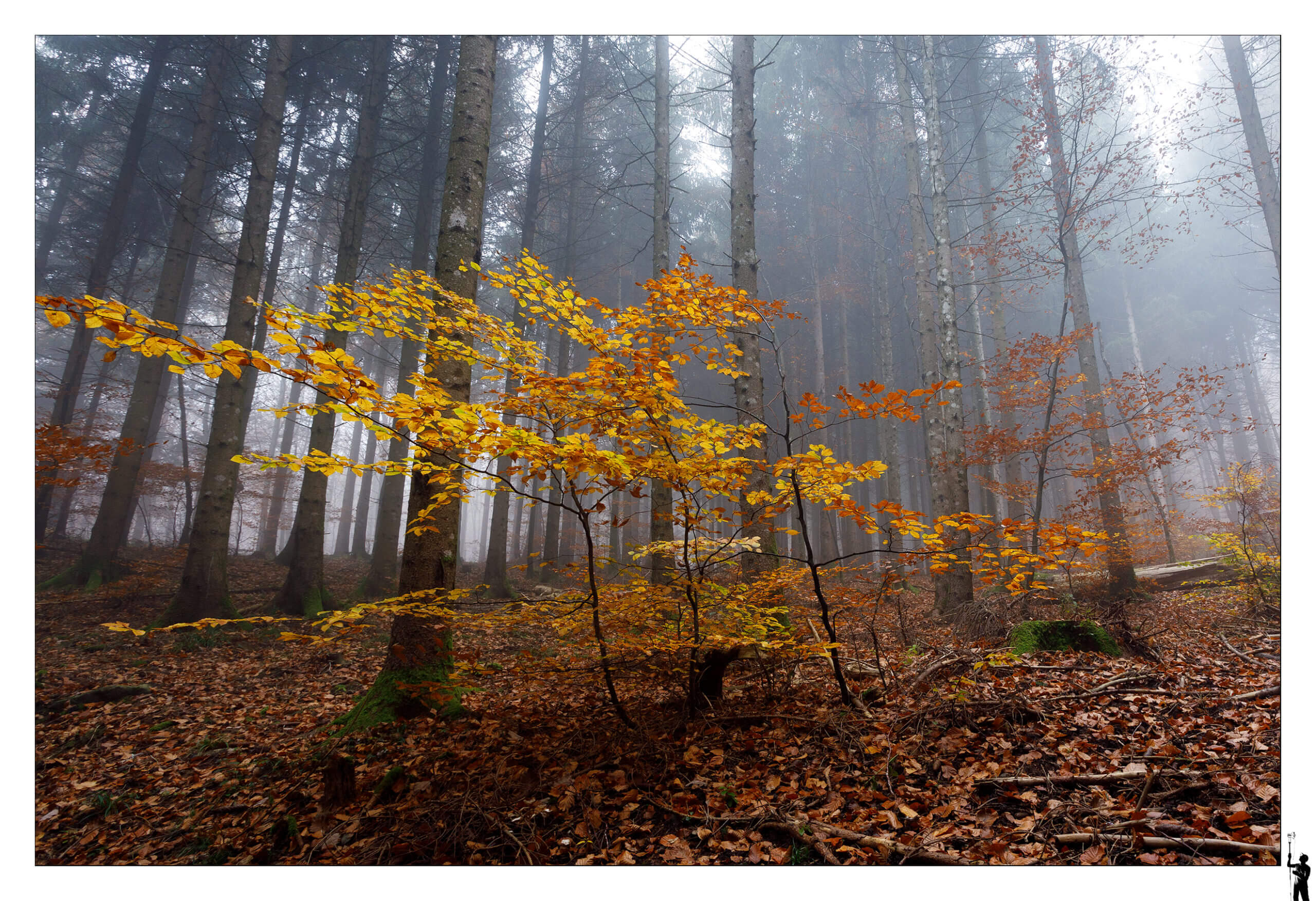 Forêt en automne dans le jura en suisse