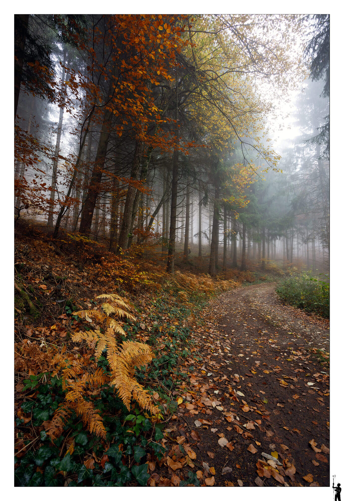 Forêt en automne dans le jura en suisse