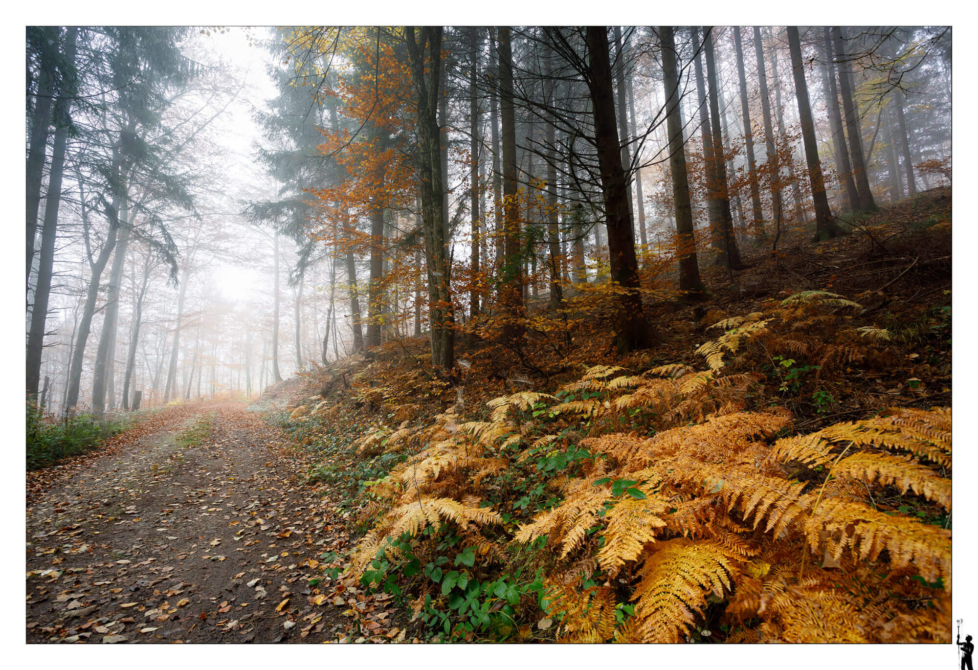Forêt en automne dans le jura en suisse