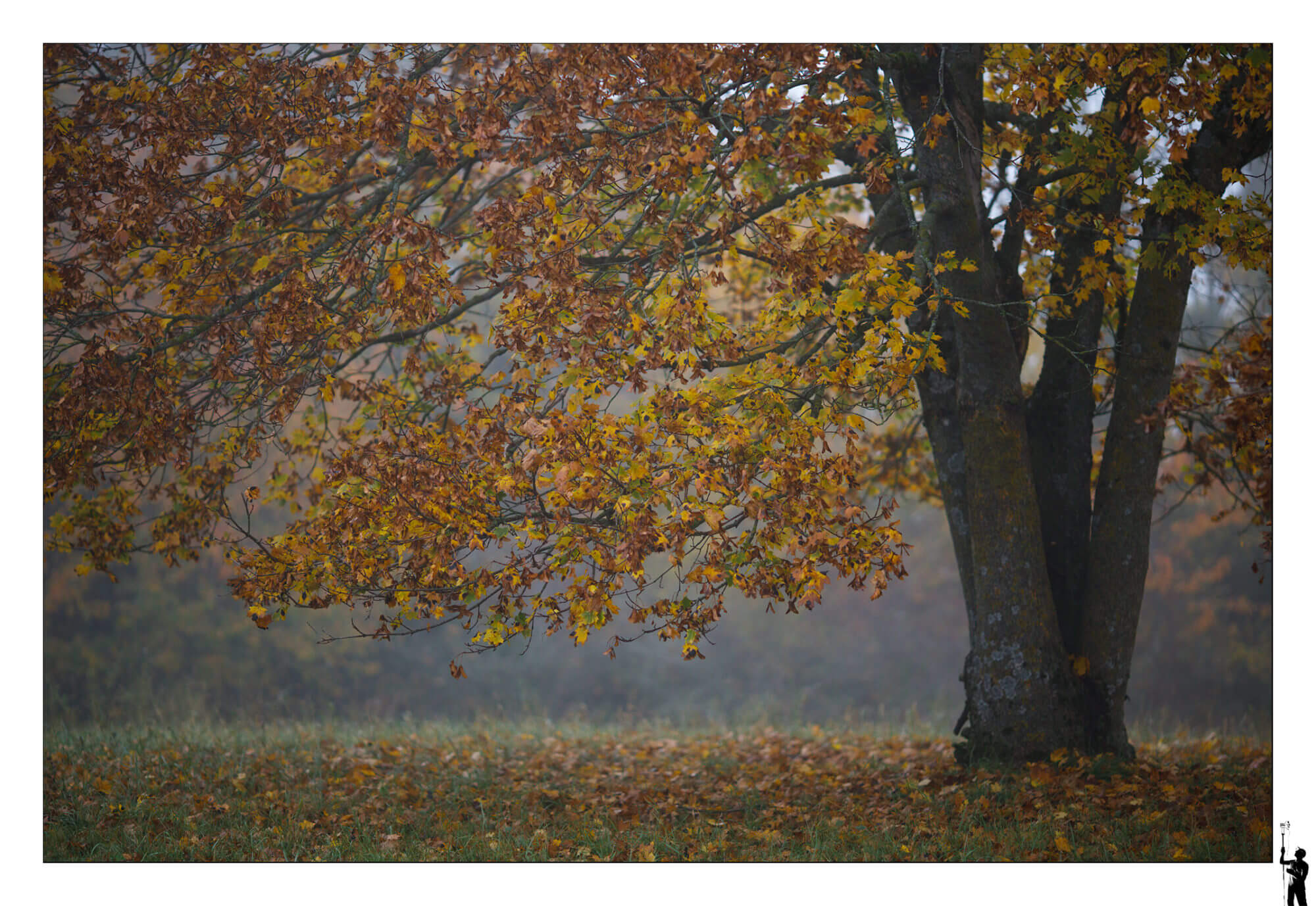 Arbre en automne dans la campagne