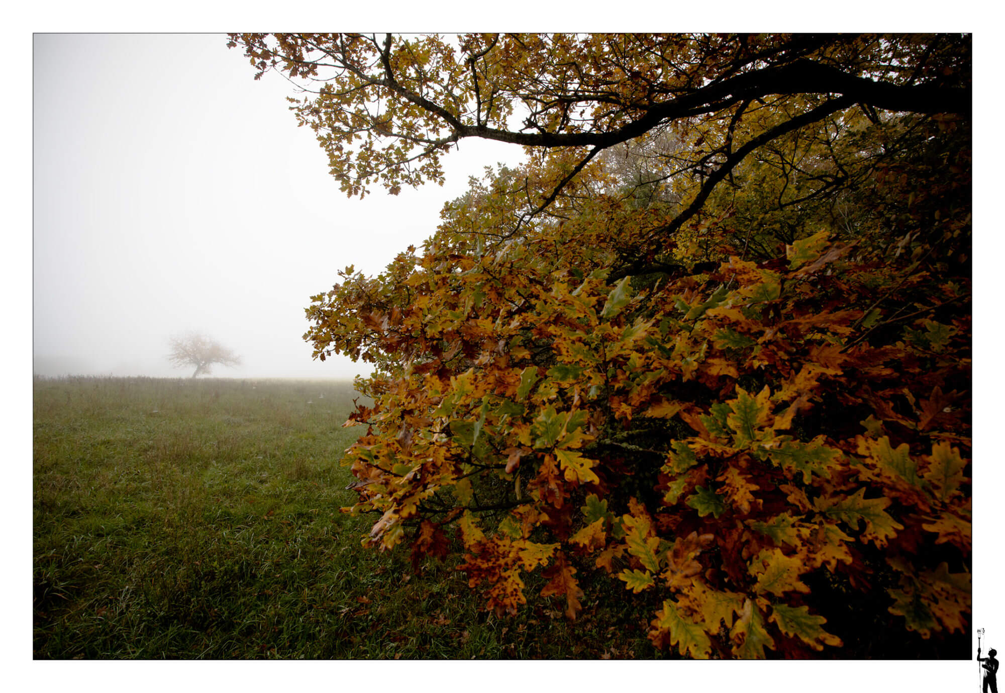 Arbre dans la brume d'automne