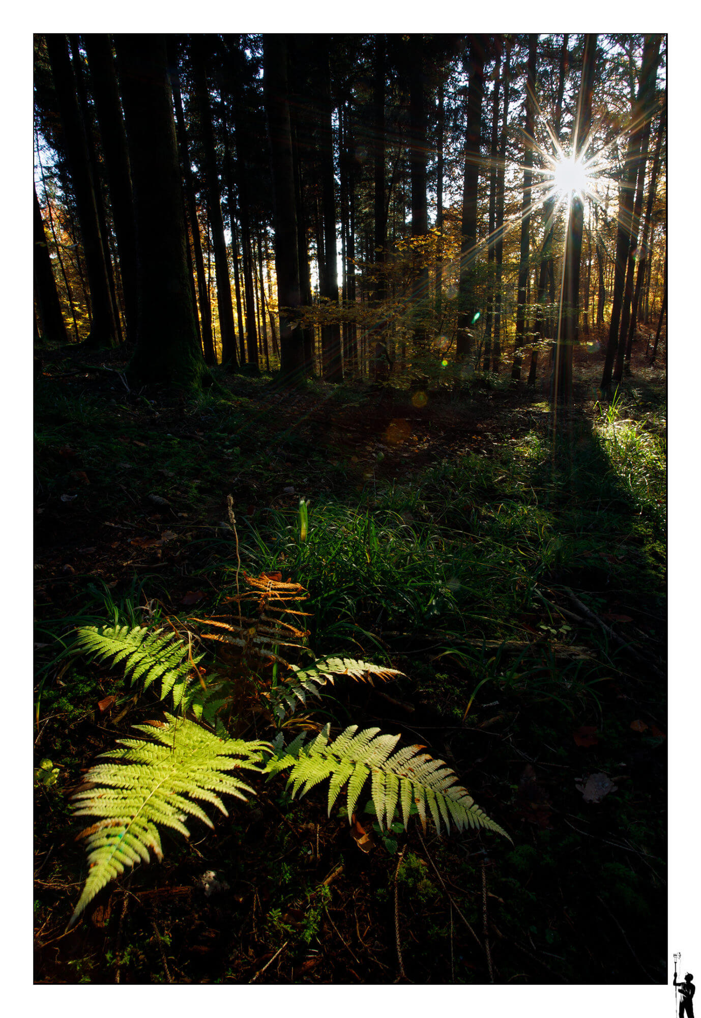 Forêt en automne dans le jura en suisse