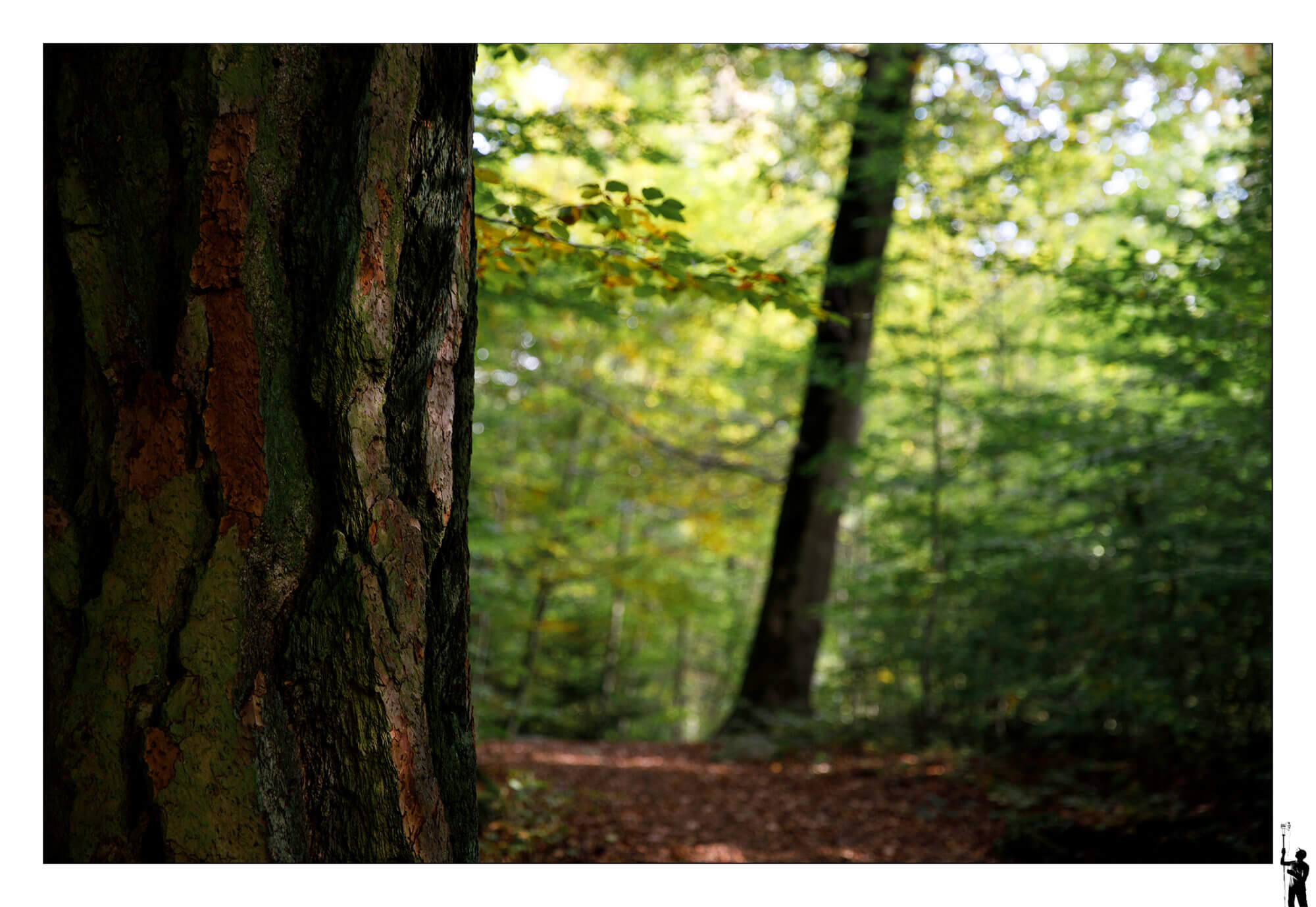 tronc d'arbre dans la forêt