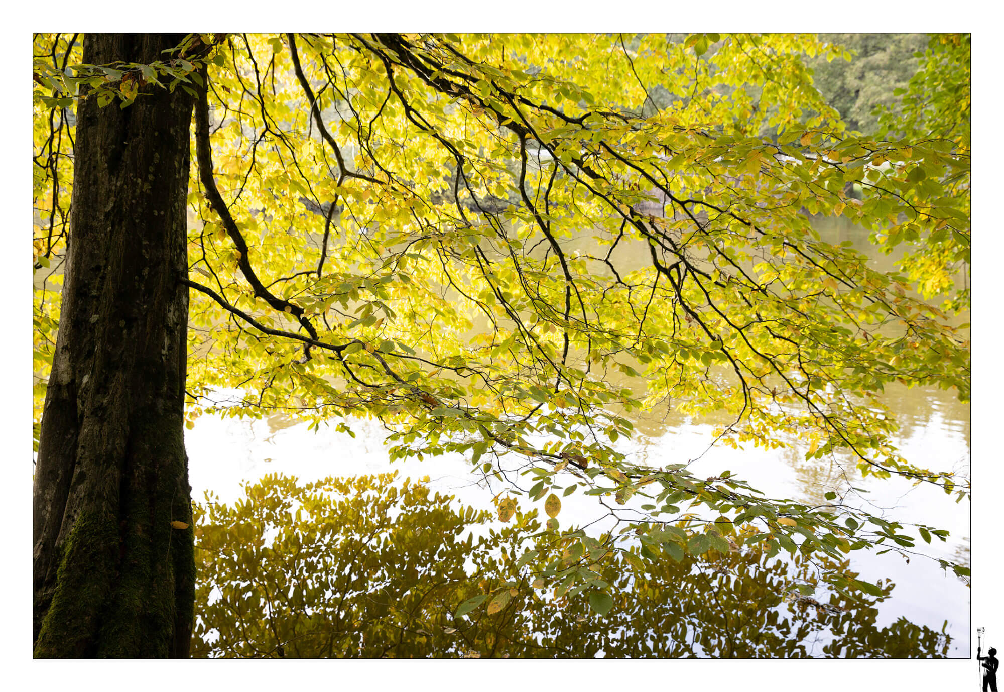 Arbre et son reflet dans l'eau avec ses couleurs d'automne