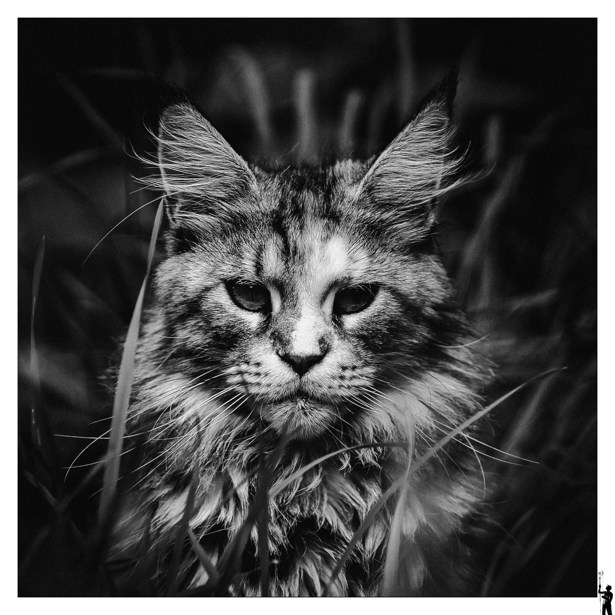 Chat en noir et blanc