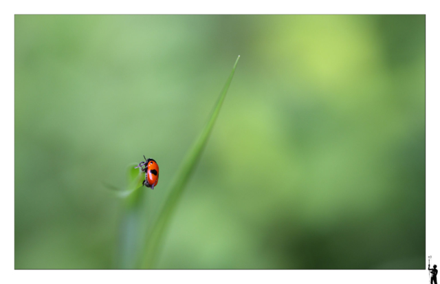 Coccinelle en macro