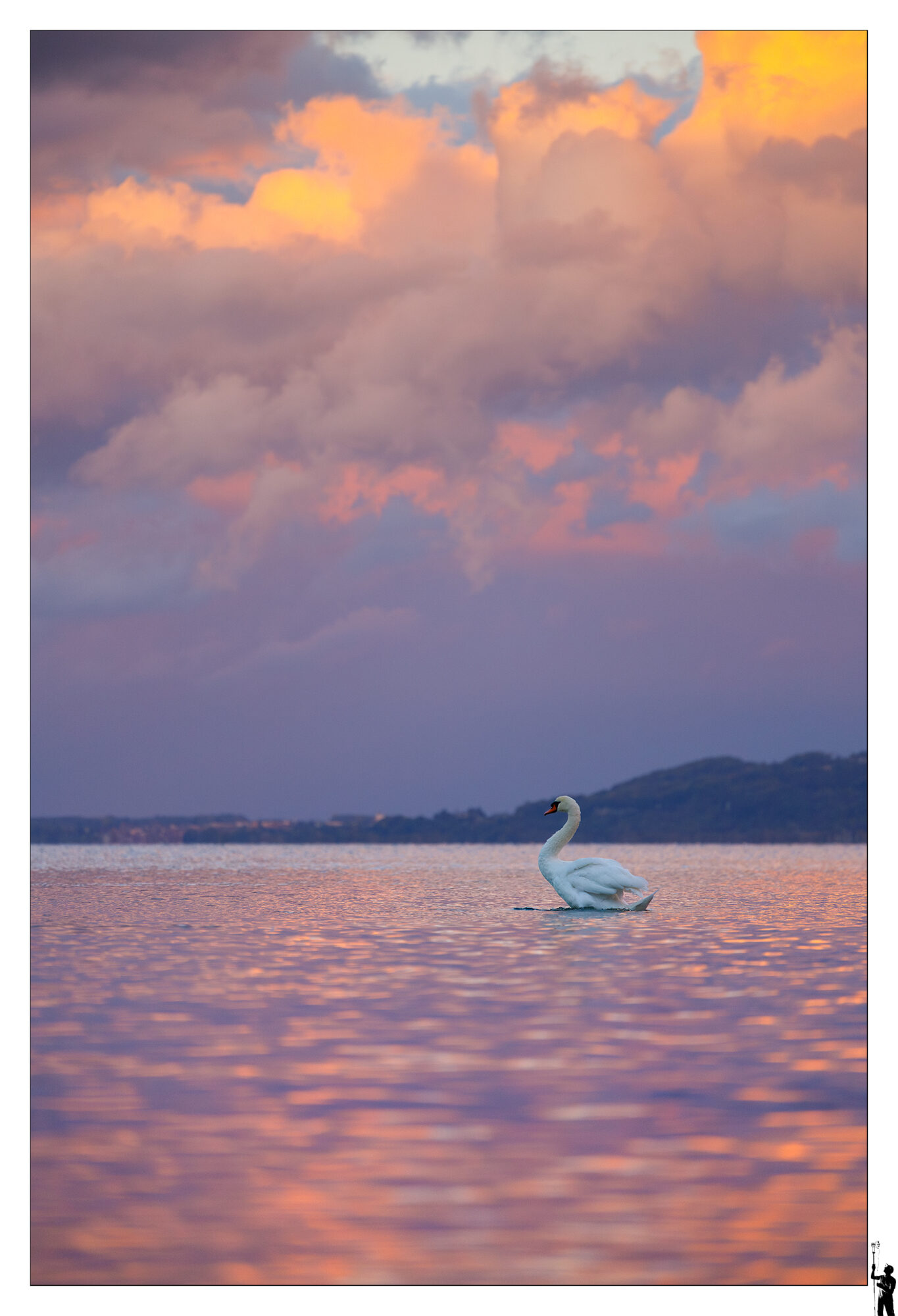 Un cygne fait le beau sur le lac de Neuchâtel au crépuscule. Plage d'Yverdon-les-Bains en 2025